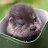 Significant Otter
